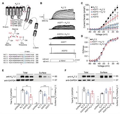 Two KCNQ2 Encephalopathy Variants in the Calmodulin-Binding Helix A Exhibit Dominant-Negative Effects and Altered PIP2 Interaction